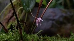 Pleurothallis praecipua