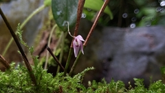 Pleurothallis praecipua
