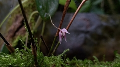 Pleurothallis praecipua