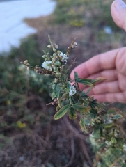 Melilotus albus