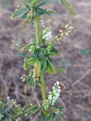 Melilotus albus