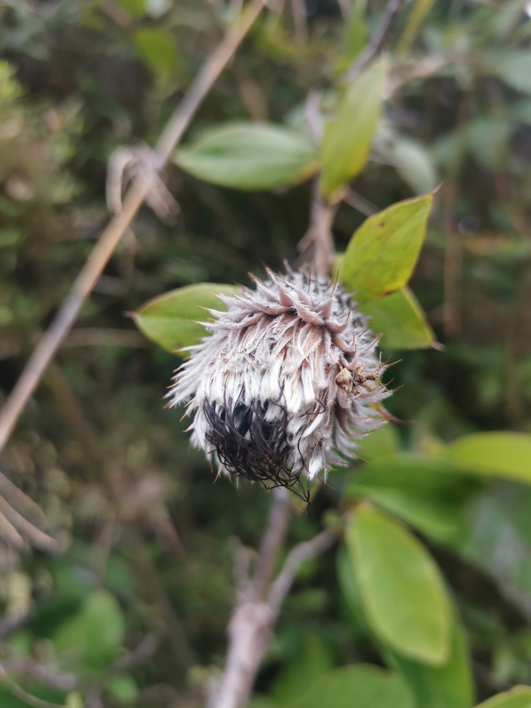 Arnaldoa argentea