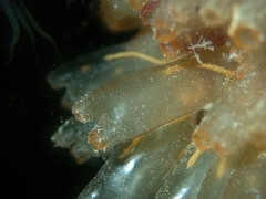 Ecteinascidia turbinata