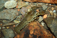 Austropotamobius pallipes