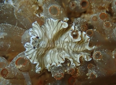 Prostheceraeus crozieri