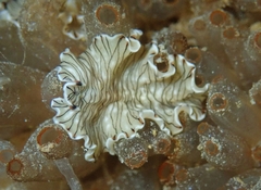 Prostheceraeus crozieri