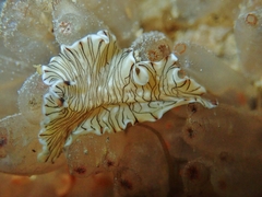 Prostheceraeus crozieri