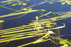 Sparganium fluctuans