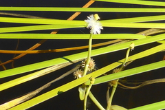 Sparganium fluctuans