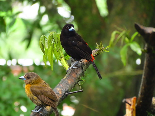 Passerini's Tanager