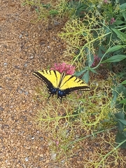 Papilio multicaudata