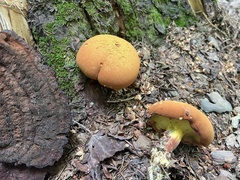 Buchwaldoboletus lignicola