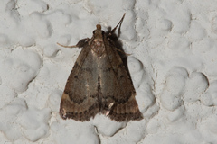 Hypsopygia phoezalis