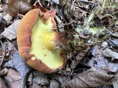 Buchwaldoboletus lignicola