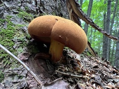 Buchwaldoboletus lignicola