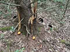Buchwaldoboletus lignicola