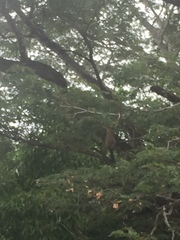 Tigrisoma mexicanum