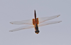 Tramea insularis