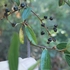 Ceanothus oliganthus sorediatus