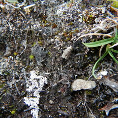 Cladonia strepsilis