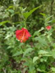 Hibiscus poeppigii