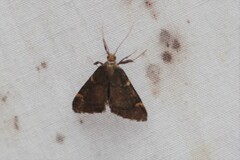 Hypsopygia thymetusalis