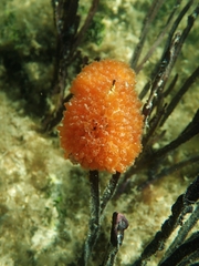 Ecteinascidia turbinata