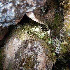 Cladonia strepsilis
