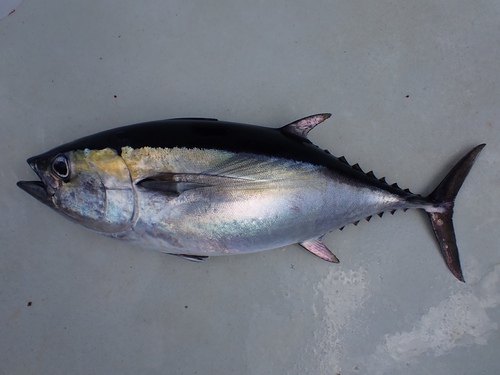 Albacore (Thunnus atlanticus) — Scombridae — 3