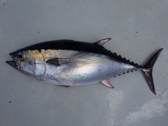 Thunnus atlanticus