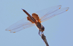 Tramea insularis
