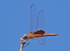 Tramea insularis