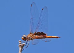Tramea insularis