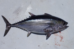 Thunnus atlanticus