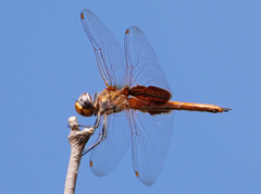Tramea insularis
