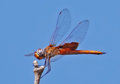 Tramea insularis