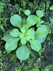 Sedum formosanum