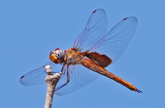 Tramea insularis