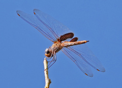 Tramea insularis