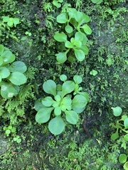 Sedum formosanum