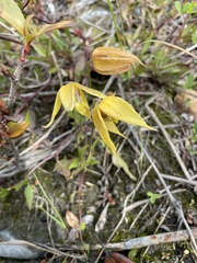 Clematis tangutica
