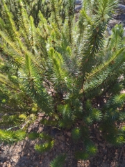 Melichrus adpressus