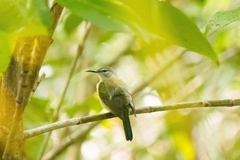 Leptocoma calcostetha