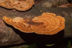 Trametes tenuis