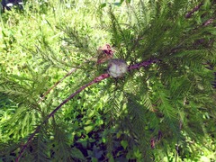 Taxodiomyia cupressiananassa
