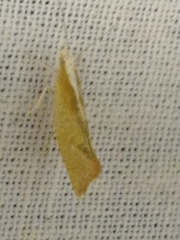 Ypsolopha lucella
