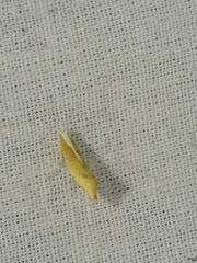 Ypsolopha lucella