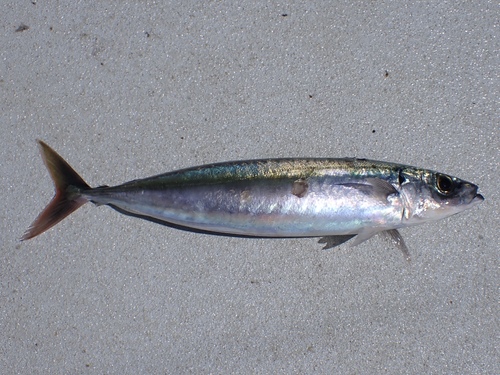 Greater Kingston (Decapterus tabl) — Carangidae — 3