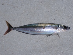 Decapterus macarellus