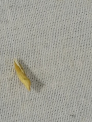 Ypsolopha lucella